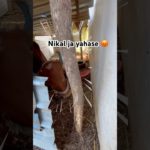 Aaj to bach gaya 😅 #shorts #short #pet #gaay #cow #cowbaby #funny #comedy