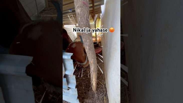 Aaj to bach gaya 😅 #shorts #short #pet #gaay #cow #cowbaby #funny #comedy