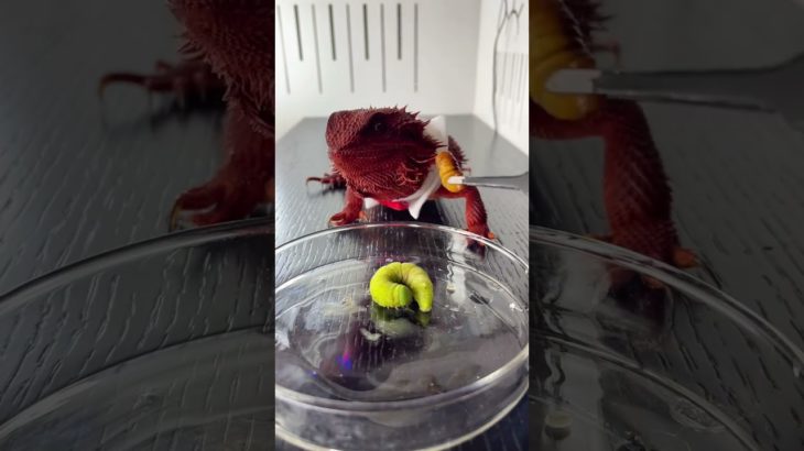 All kinds of insects #Bearded dragon#Pet climbing#Feed the lizards#Scientific pet care