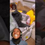 Animals Being Absolutely Chaotic & Cute 😹🐶 | Funniest Pet Moments You’ll Watch Today #shorts#funny