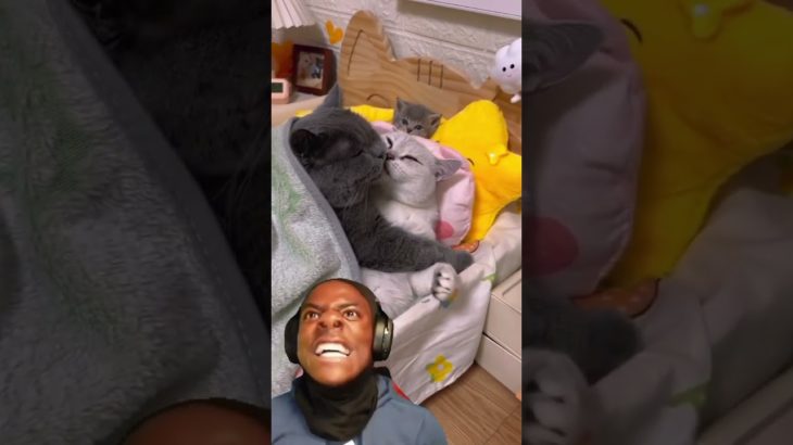 Animals Being Absolutely Chaotic & Cute 😹🐶 | Funniest Pet Moments You’ll Watch Today #shorts#funny