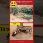 Animals Doing the Most! 😂 Funniest Wild & Pet Behaviours Ever!”#funnyanimals