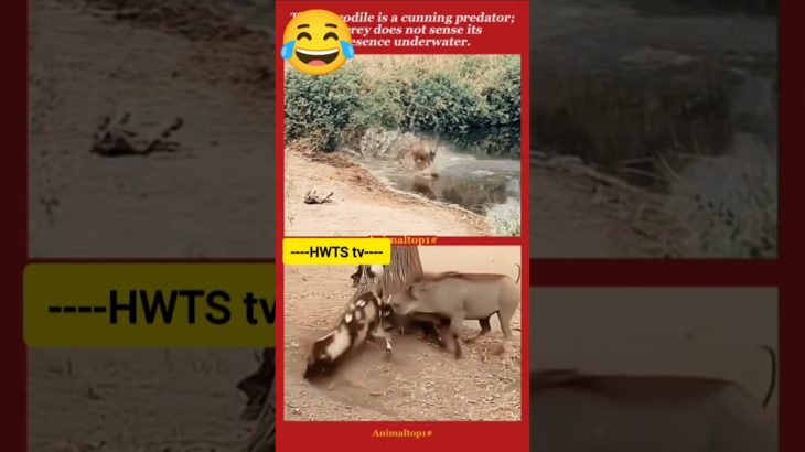 Animals Doing the Most! 😂 Funniest Wild & Pet Behaviours Ever!”#funnyanimals