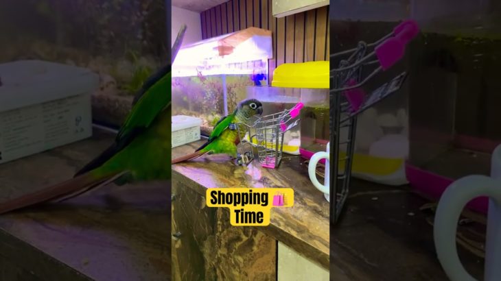 Browny ke sath shopping pe kon kon jaayega. | My pet parrot is going for shopping