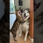 Cat Pins Husky Against the Wall and Screams Loudly | Funny Realistic Pet Moment