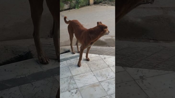 Cute Dog Feeding Video 🐶 Pet Eating Moments Khao Pyaar Se
