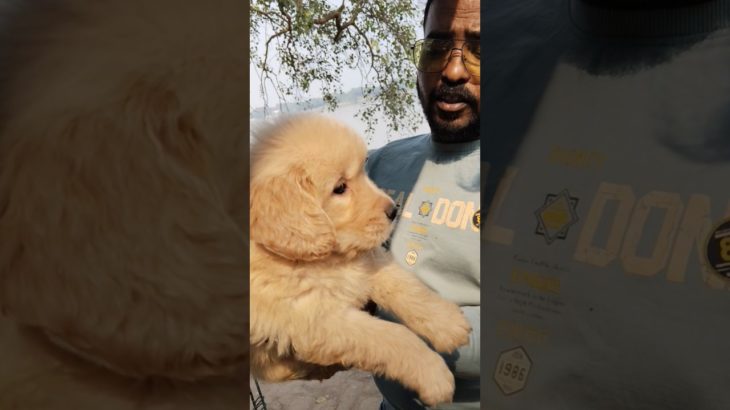 Cute Doll ❣️🔥| Serampore Pet Market #dog#shorts #goldenretriever