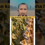 “Dog Ne Karela Tod Diya 😂🐕 | Funniest Dog Video | Comedy Pet Video 2025”