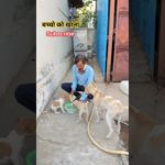 बच्चो का प्यार | Dog ka Favourit | Food | Pet Vlog in Hindi | shorts  | Ranchhod vlog