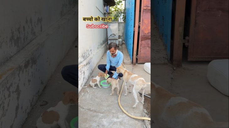 बच्चो का प्यार | Dog ka Favourit | Food | Pet Vlog in Hindi | shorts  | Ranchhod vlog