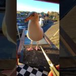 Forcing My Pet Seagull To Share His Salmon…