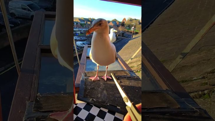 Forcing My Pet Seagull To Share His Salmon…