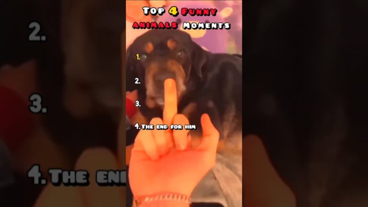 Funny Animals & Hilarious Bird Fails 2025 😂Epic Pet Blunders, Cute Dogs Cats Parrots ROFL#animalfail