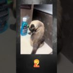 Funny Cats #cats #pet #funnyvideo #memes