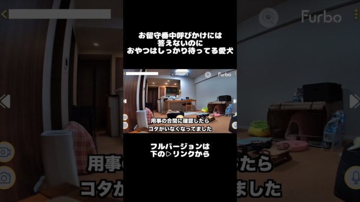 お留守番中ペットカメラからの呼びかけには反応しないのに、おやつはしっかり待ってた愛犬ｗ　#ファーボ  #ペットカメラ #見守りカメラ #Furbo
