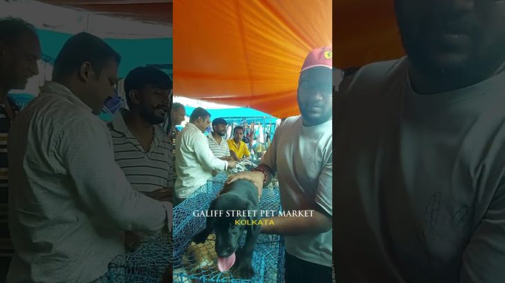 Galiff Street Pet Market Kolkata | Quality Dog Puppy at Cheap Price |26/10/25 |#shorts #shortsfeeds