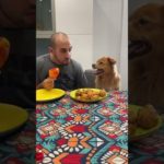 He expected steak… got disappointment. #pet #funny #dog #foryou #asmr #shortsvideo