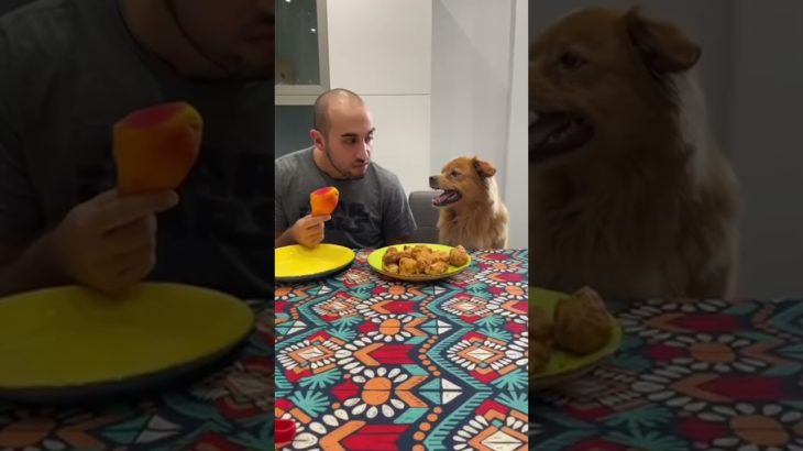 He expected steak… got disappointment. #pet #funny #dog #foryou #asmr #shortsvideo