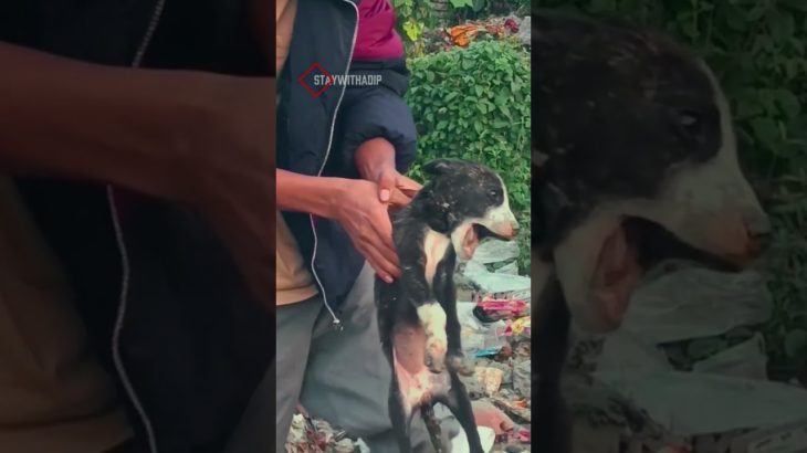 I feel guilty 😭😔#short#viral#save#dog#creator#pet#feed#i couldn’t save 😭