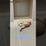 Is Your Cat Stressed? This $XX Item Solved My Pet’s Anxiety in 3 Days! #cat #pets #yourcat #kitten