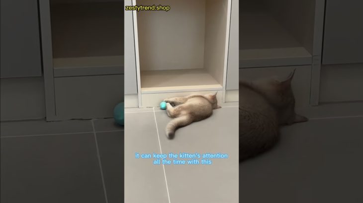 Is Your Cat Stressed? This $XX Item Solved My Pet’s Anxiety in 3 Days! #cat #pets #yourcat #kitten