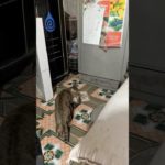 Mother Cat Walks Away, Making the Baby Cry | Heartwarming Pet Moment