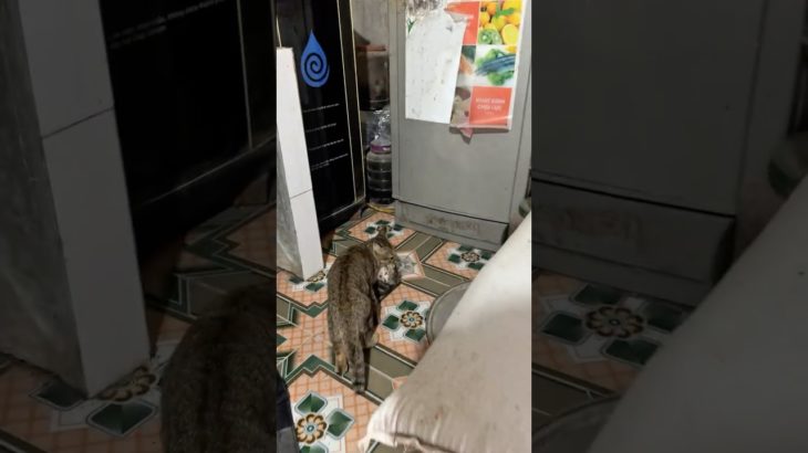 Mother Cat Walks Away, Making the Baby Cry | Heartwarming Pet Moment