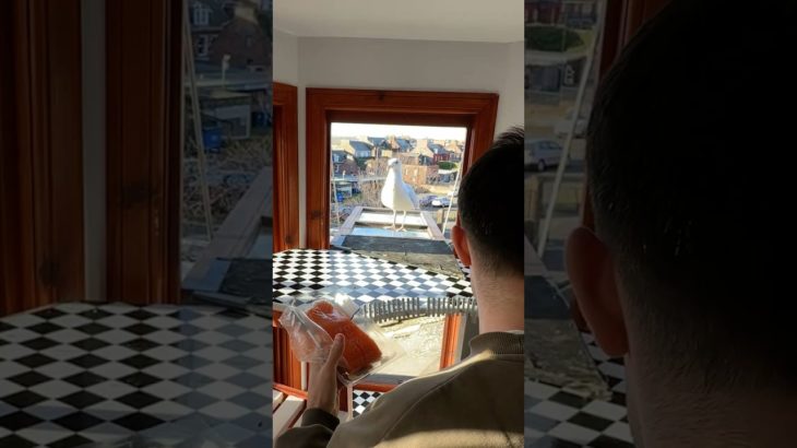 My Pet Seagull Flew Away For Another Week!