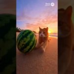 Olympic Beach Cat🏆🍉#funny #funny_cats #funny_videos #cat #pets #cooking #ペット