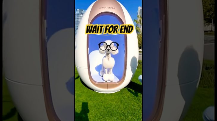 Only in Dubai: a pet grooming pod that works like magic #pets #bome #shorts