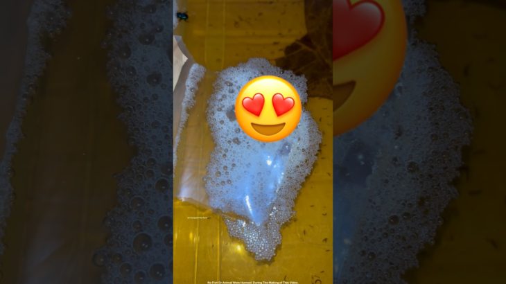 Our pet breeding success😍Day-6💥Betta breeding #bettabreeding #bettafish #fish #viral #shorts