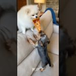 PET WARS 💀 Funniest Compilation Ever #shorts #pets #animals #viral