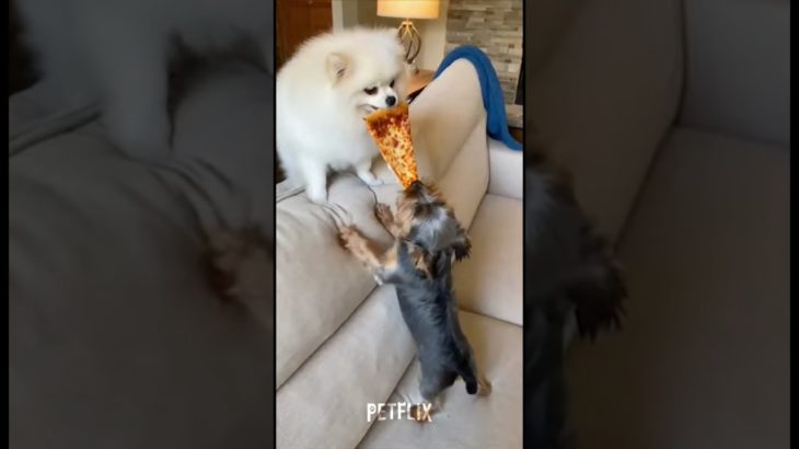 PET WARS 💀 Funniest Compilation Ever #shorts #pets #animals #viral