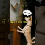 Pet House में घुसी अजनबी गिलहरी Reo ने कोशिश की 🐶🐿️! #petsvlog #duggu #reo #shorts