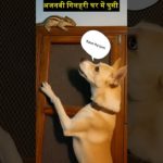 Pet House me अजनबी  गिलहरी ! Reo ka reaction dekh 🐶🐿️ ! #reo #duggu #petsvlog #petshorts #dogshorts