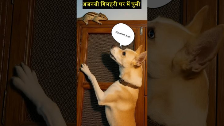 Pet House me अजनबी  गिलहरी ! Reo ka reaction dekh 🐶🐿️ ! #reo #duggu #petsvlog #petshorts #dogshorts