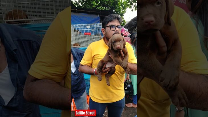 Pet Market Kolkata 😍/lowest price puppy dog/Gallif Street dogs #shorts #viral #dog #dogs #doglover