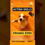 चिंटू डॉगी की शैतान लुसी 💗 Pet dogs funny reactions 😄 #funnydogs #funnypets #dog