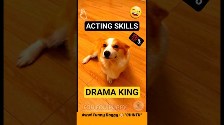 चिंटू डॉगी की शैतान लुसी 💗 Pet dogs funny reactions 😄 #funnydogs #funnypets #dog