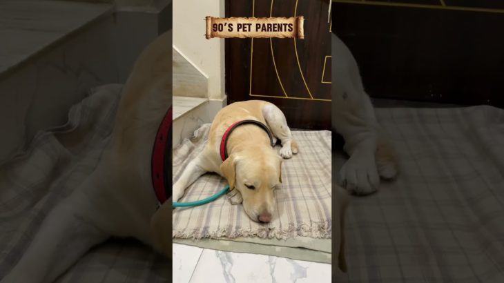 Pet parents 90’s vs Now😍….#labrador #yuvimicky #pets