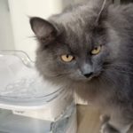 Petgugu: Is your pet drinking enough water? This gadget knows the answer!