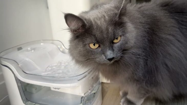 Petgugu: Is your pet drinking enough water? This gadget knows the answer!