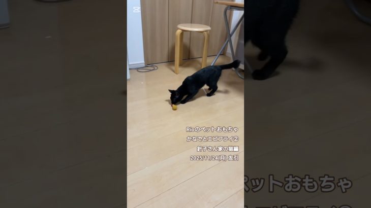 【ペットのおもちゃ】かなでとエビフライ②　#子猫 #黒猫 #保護猫 #猫のいる暮らし #猫好きさんと繋がりたい #編み物 #ハンドメイド #手作り #Rioのペットおもちゃ #針山針子