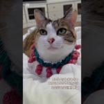 【ペットのおもちゃ】みけらんとサザエボン①　#三毛猫 #猫のいる暮らし #猫好きさんと繋がりたい #手作り #ハンドメイド #毛糸 #編み物 #Rioのペットおもちゃ