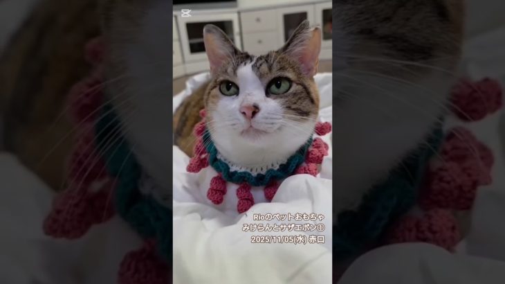 【ペットのおもちゃ】みけらんとサザエボン①　#三毛猫 #猫のいる暮らし #猫好きさんと繋がりたい #手作り #ハンドメイド #毛糸 #編み物 #Rioのペットおもちゃ