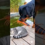 Rottweiler Dog Vs Angry Cat Funny Pet Moment