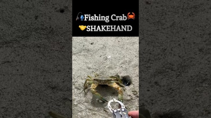 🦀カニ🤝SHAKEHAND#fishing#crab