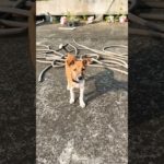 Shahid ka tabiyat thik nahin he | #shorts #viral #trending #pet