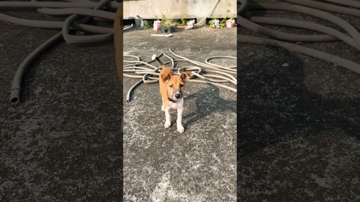 Shahid ka tabiyat thik nahin he | #shorts #viral #trending #pet