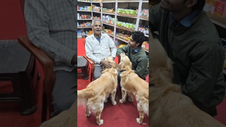 Shake It To The Max #pet dogs #petanimals#viral#shortsvideo